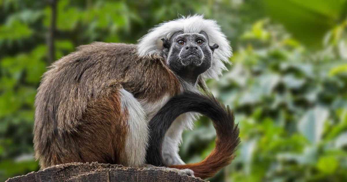 Hong Kong zoo officials reveal what killed 9 monkeys