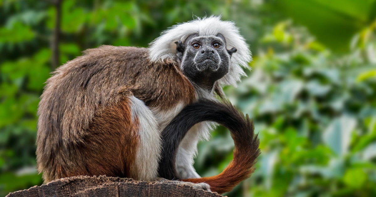 Nine Monkeys Die from Melioidosis in Hong Kong Zoo