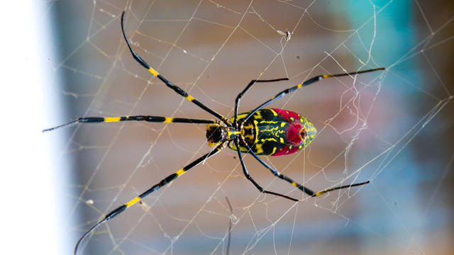 joro-spider.jpg 