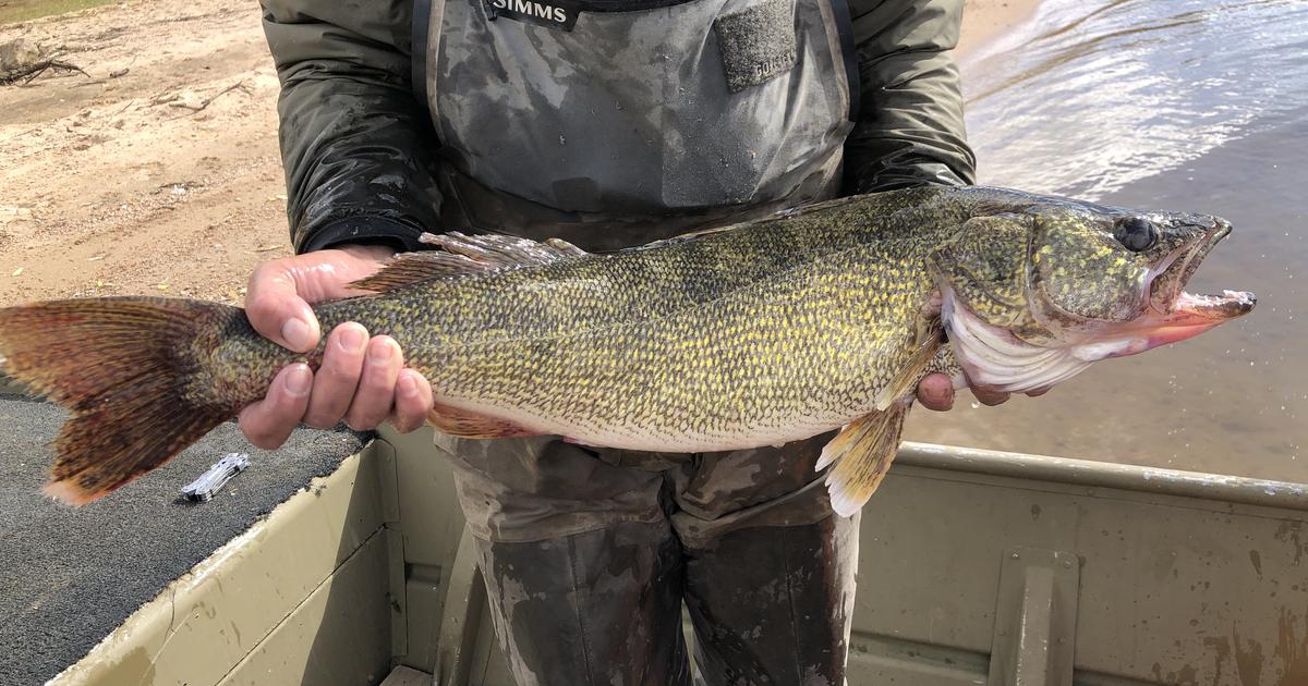 Walleye, Rainbow Trout Dominate State Fish Survey At Chatfield