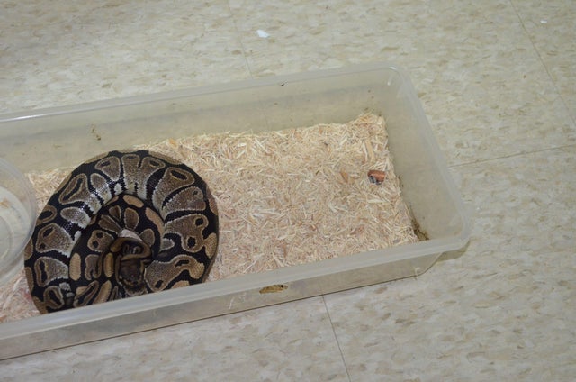 Renick Reptiles snake