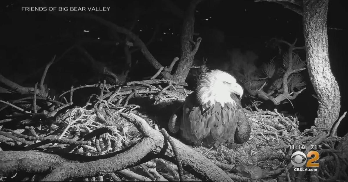 Jackie And Shadow's Second Bald Eagle Egg Expected To Hatch Soon At Big