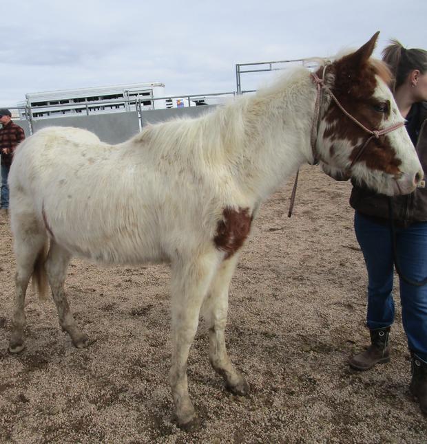 Grand County Horses 4 (horse on 2-15 from CO Humane Society) 