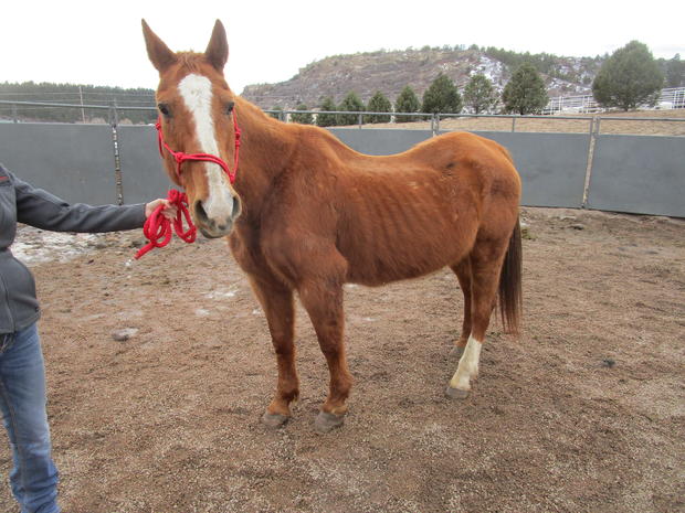 Grand County Horses 3 (horse on 2-15 from CO Humane Society) 