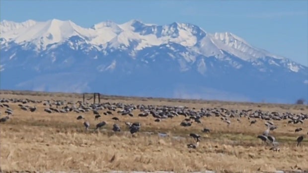 sandhill cranes (CPW) 