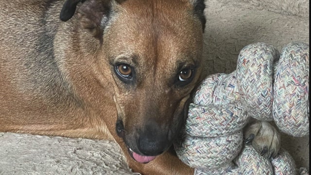 gloria-pet-pic.jpg 