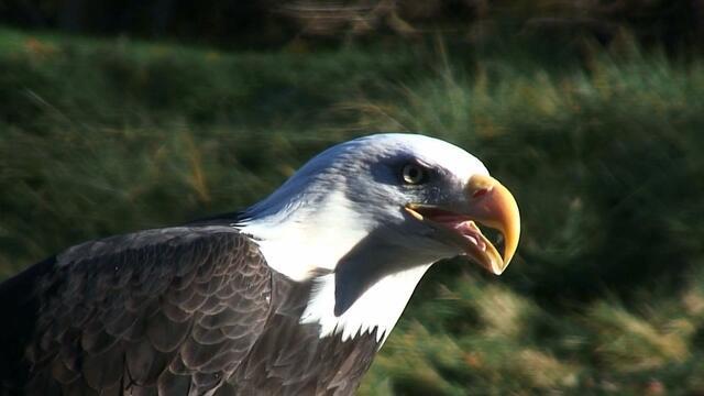 0315-ctm-nycbaldeagles-922957-640x360.jpg 