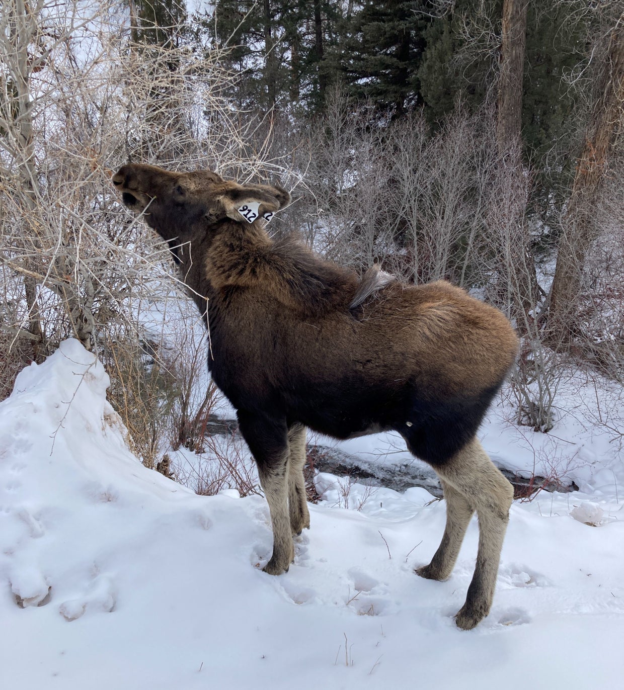 People Seen Petting & Feeding Moose In Grand Lake CBS Colorado