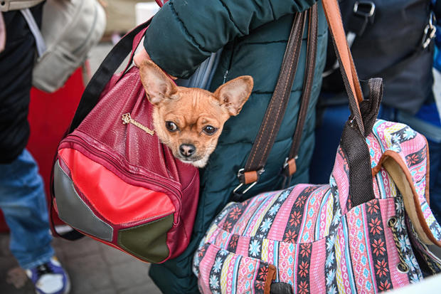 A Ukrainian refugee carries her pet chihuahua in a bag while 