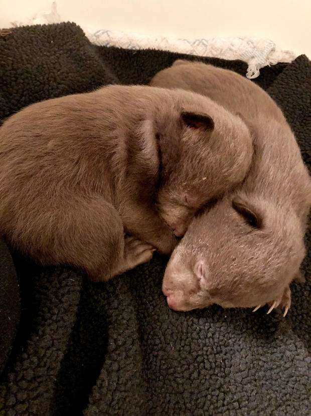 Poached Bear Cubs 