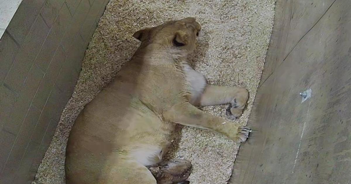 Lincoln Park Zoo welcomes new African lion cub - CBS Chicago