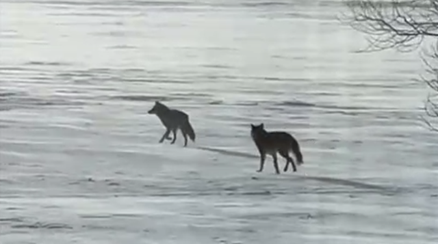 do coyotes chase dogs