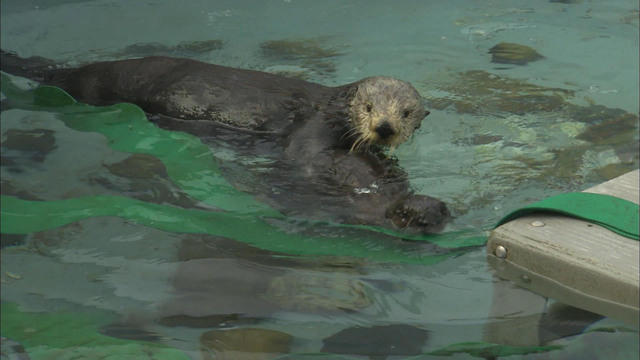 0319-cbssatmo-monterreyseaotters-928349-640x360.jpg 