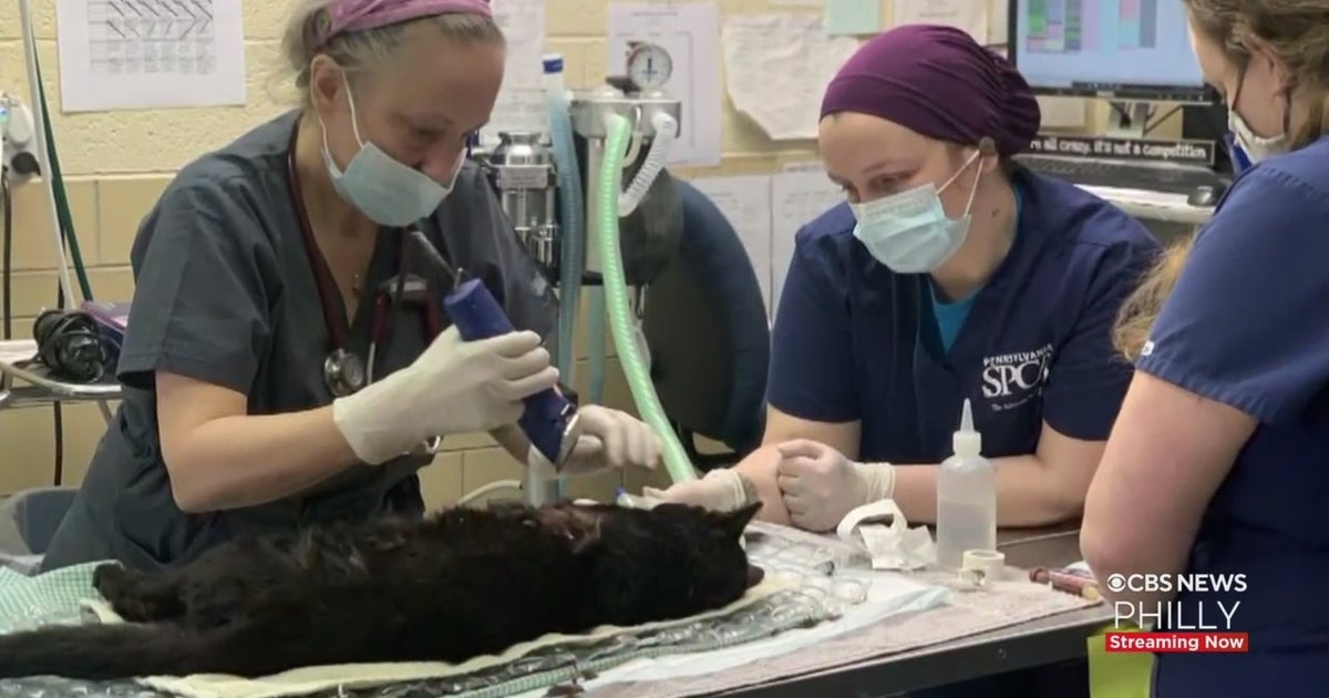 Teenagers Surrender In Connection To Vicious Dog Attack Of Family Cat