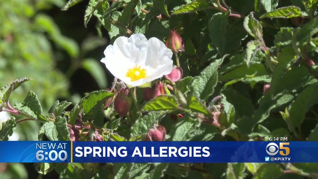 flower-allergy.jpg 