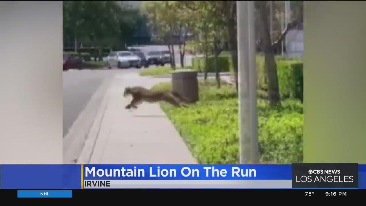 mountain lion running gif