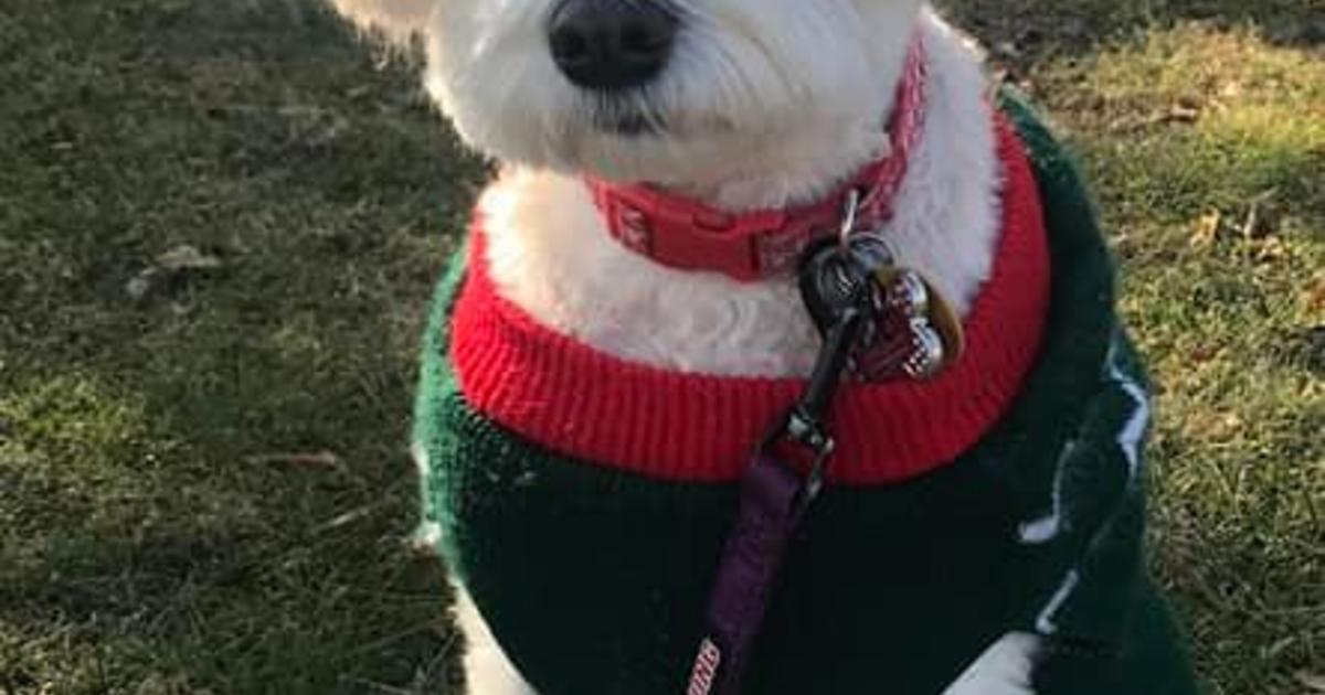 Dog Christmas Photos with Chicago Cubs Jerseys — Kyla Jo Photography