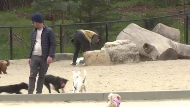COVID-dog-walker-shortage.jpg 