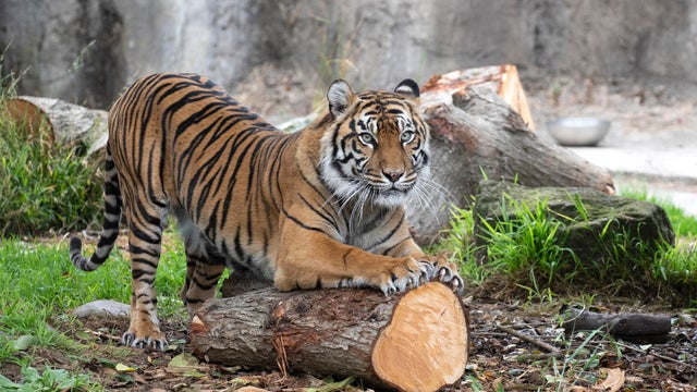 SFZoo_SumatranTigerLeanne_byMarianneHale.jpg 