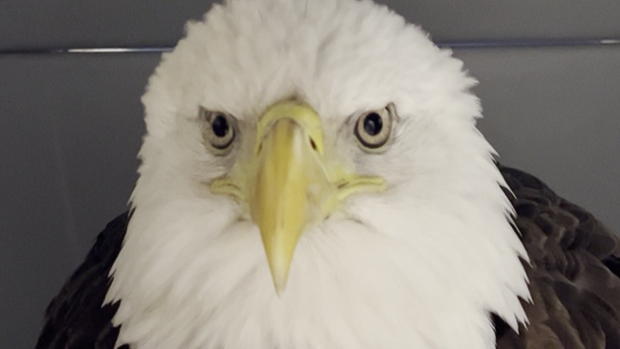Bald Eagle Hit By Car In Plymouth, Old Bullet Inside 