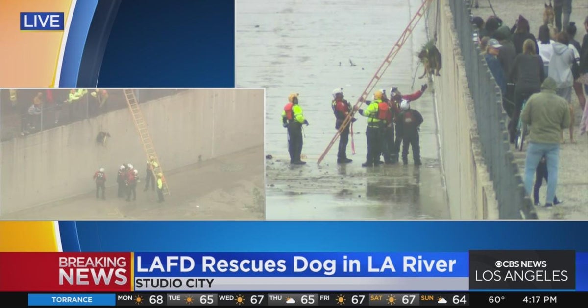 Fire crews rescue trapped dog, hoist it from LA River - CBS Los Angeles