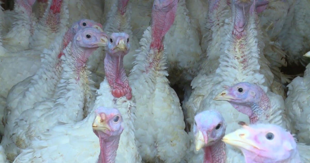 Pennsylvania Reports 1st Case Of Avian Flu In Backyard Flock Cbs Pittsburgh 4321