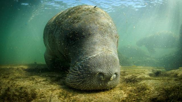 manatee.jpg 