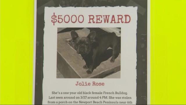 stolen-frenchie.jpg 