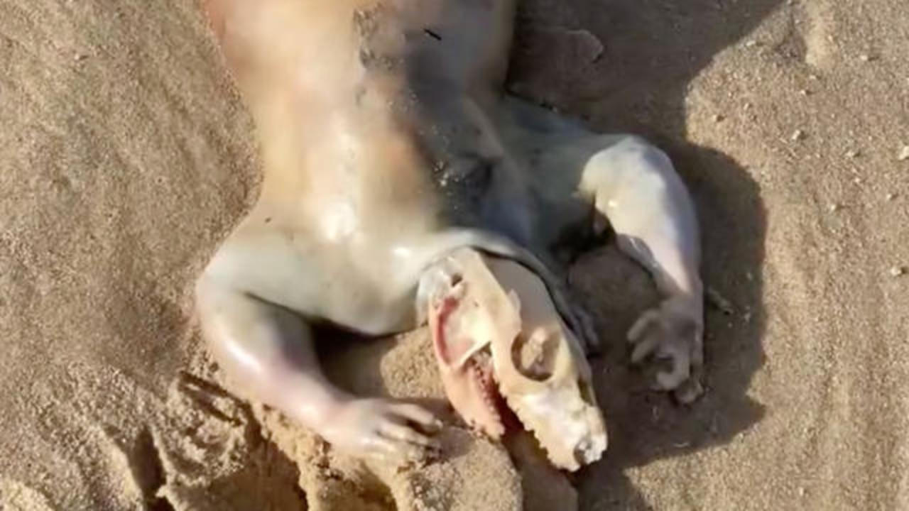 Mysterious animal corpse surfaces on beach in Queensland, Australia - CBS  News