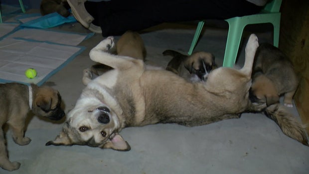 Dogs For Adoption At Minneapolis Animal Care and Control 