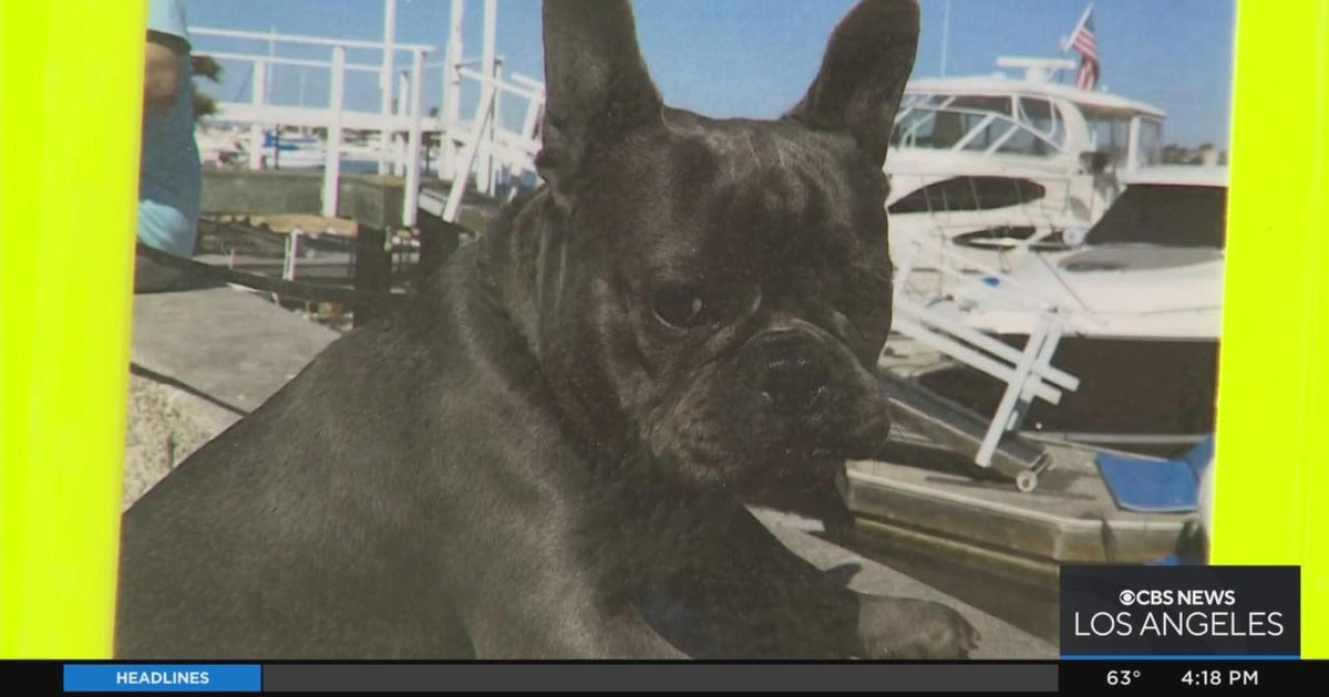 Owners plead for the safe return of French bulldog - CBS Los Angeles