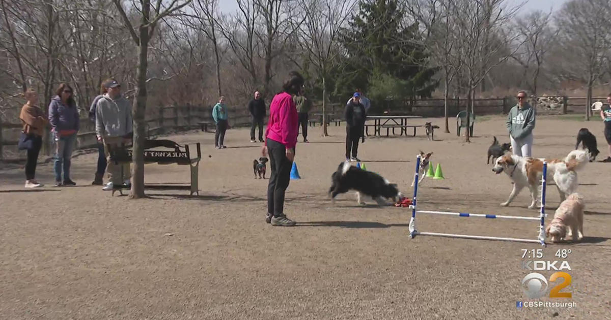 New Agility Course Opens At The Carnegie Dog Park - CBS Pittsburgh