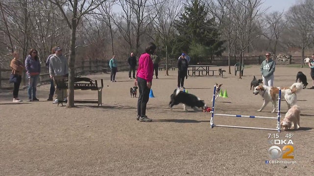 dog-agility-park.jpg 