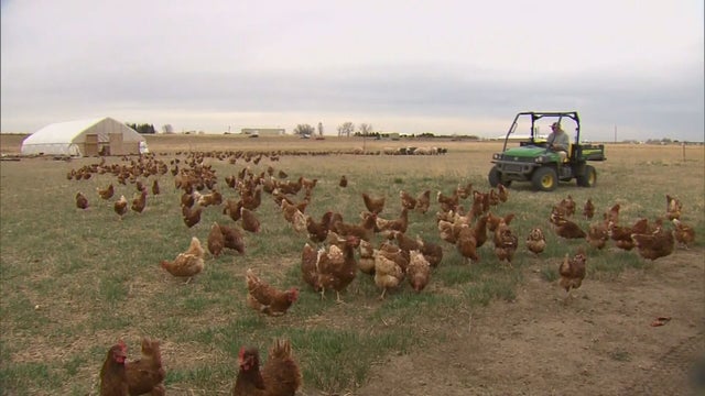 AVIAN-FLU-10-PKG.transfer_frame_83.jpeg 