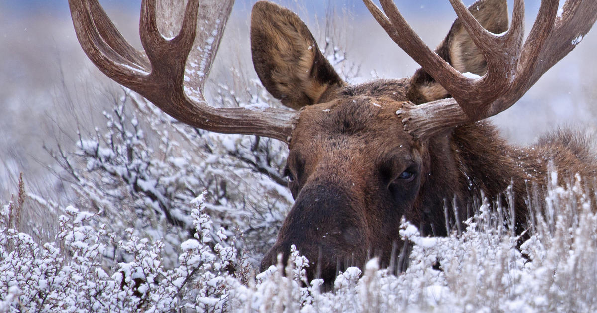 Minnesota's Moose Population At Highest Level In A Decade - CBS Minnesota