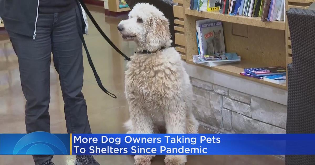 Philadelphia tough for pet owners, Zumper study finds