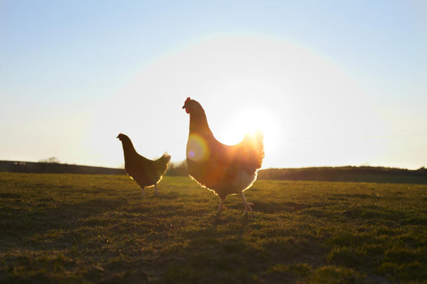 Two free-range chickens at sunrise. 