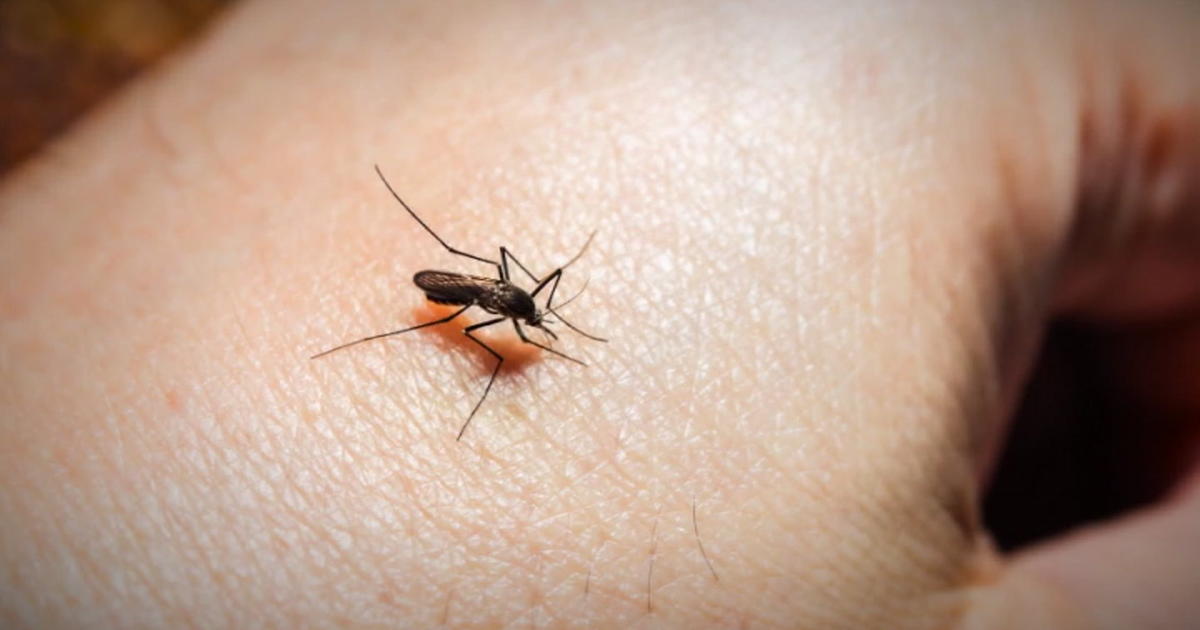 Anoka County to see worst of mosquito season for the metro area