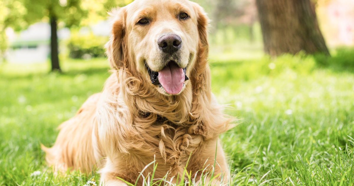 How to hold your animals protected through July 4th fireworks How to hold your animals protected through July 4th fireworks