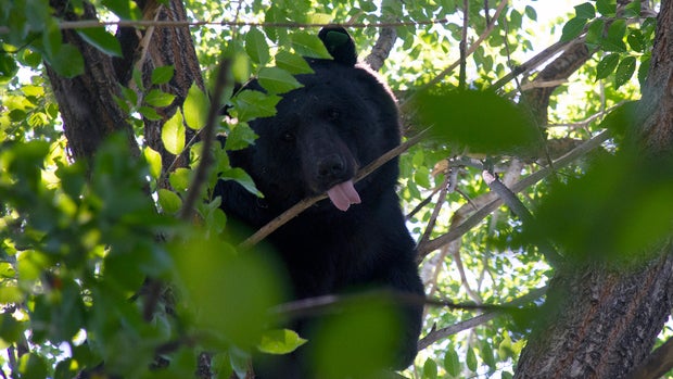 Bear 3 (Jason Clay-CPW) copy 