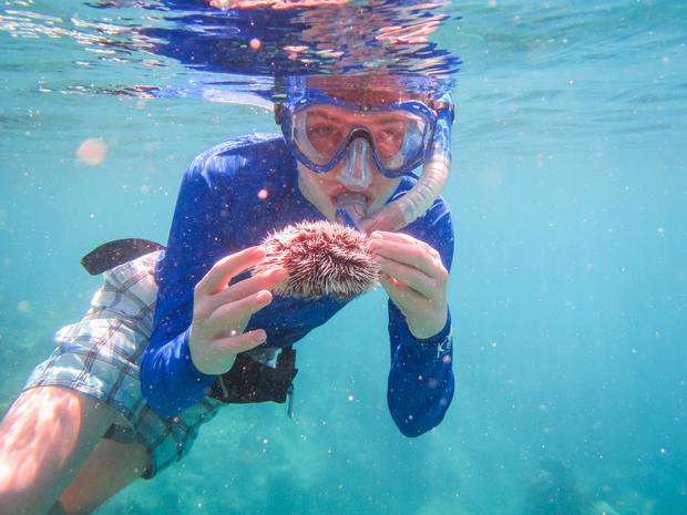 Snorkeling in the Caribbean and holding a snowball sea urchin 