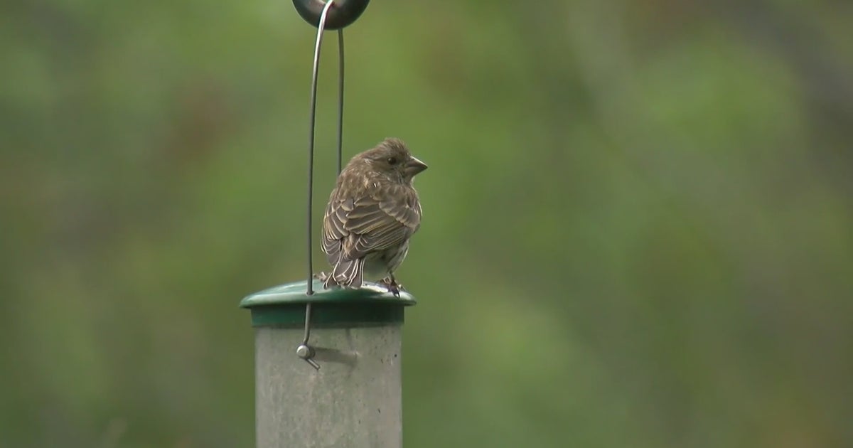What You Need To Know About Bird Feeders And Bird Flu CBS Minnesota