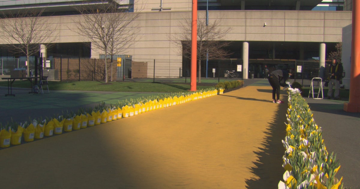 Boston Marathon Daffodils Return To The Route CBS Boston