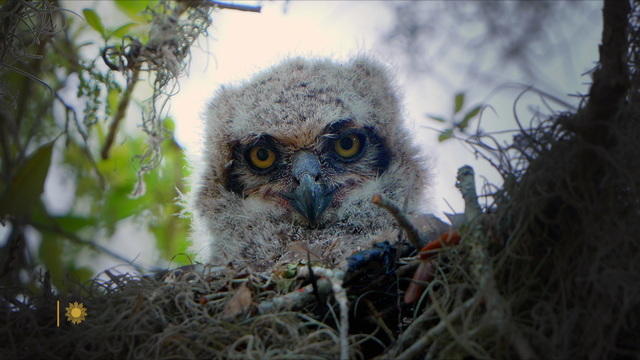 natureowlchick-966769-640x360.jpg 