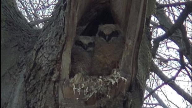 Great Horned Owls 