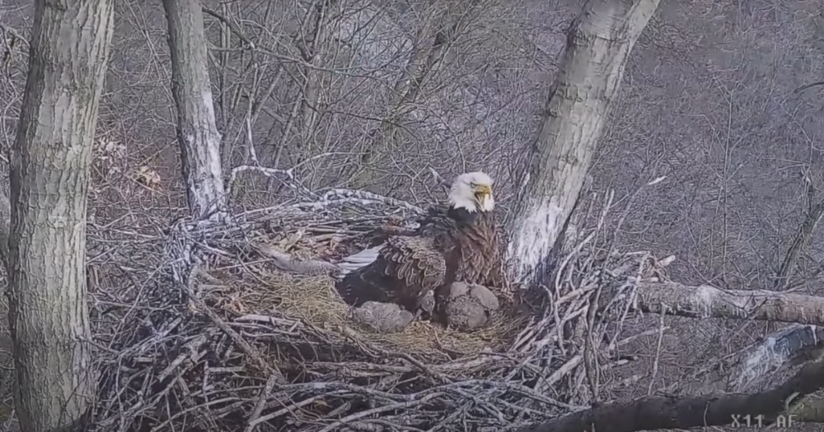 Watch Hays Mamma Eagle Defends Eaglets From Intruder Cbs Pittsburgh 6800