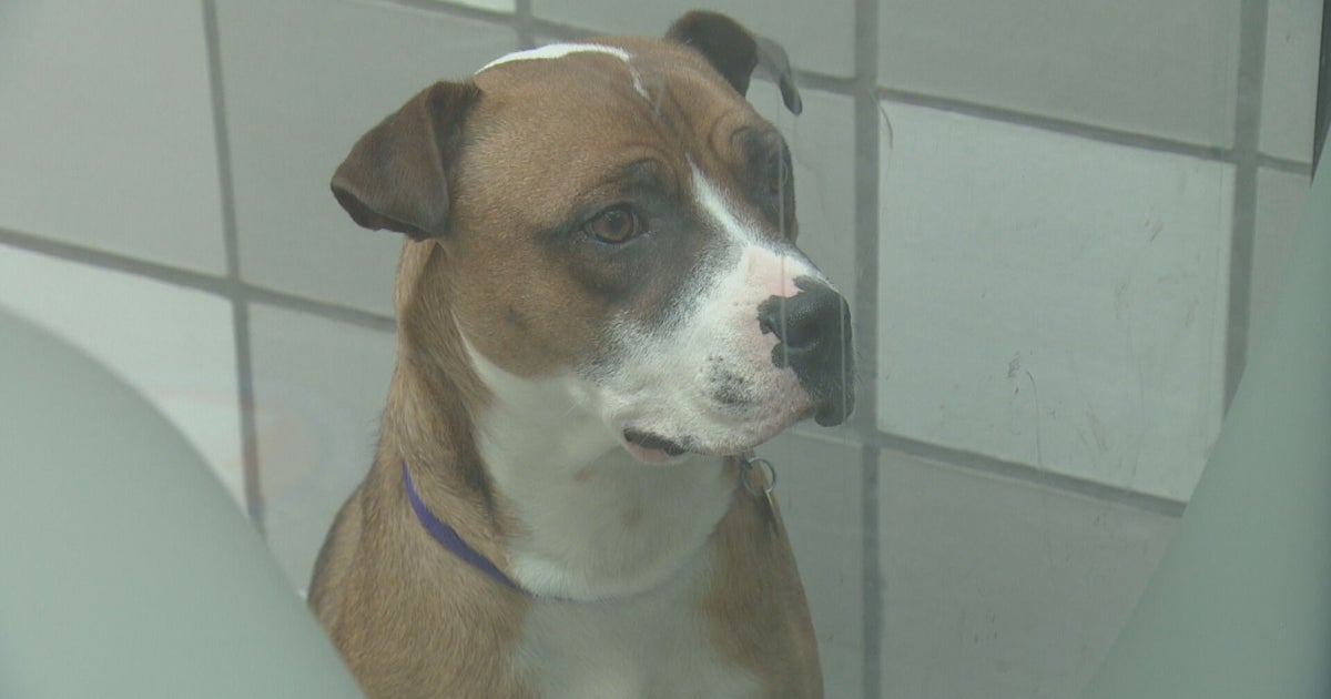 Dumb Friends League Has A Lot Of Dogs Available For Adoption CBS Colorado Dumb Friends League Has A Lot Of Dogs Available For Adoption CBS Colorado