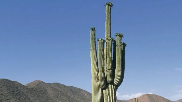 cbsn-fusion-climate-change-threat-extinction-cactuses-thumbnail-969933-640x360.jpg 