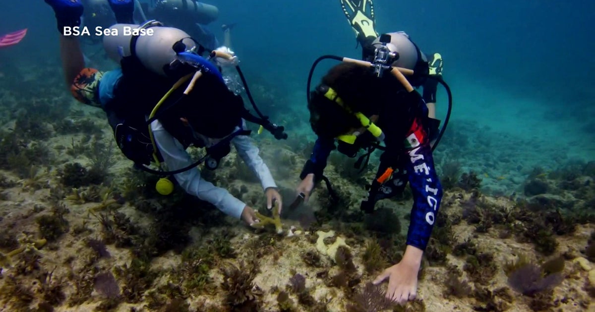 Scientists seek to develop hybrid coral reef off of Miami