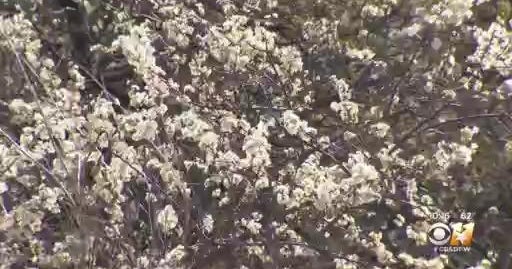 Why Are Allergies So Bad This Year